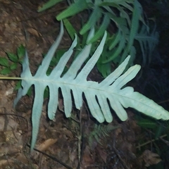 Phlebodium pseudoaureum