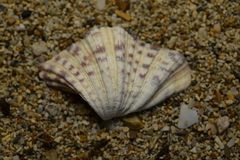 Hippopus hippopus