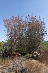 Fouquieriaceae