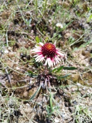 Gaillardia mexicana
