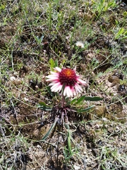 Gaillardia mexicana