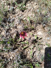 Gaillardia mexicana