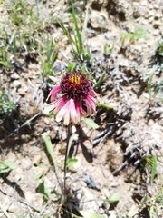Gaillardia mexicana