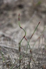 Lepidobolus drapetocoleus