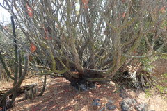 Fouquieriaceae