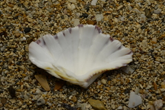 Hippopus hippopus