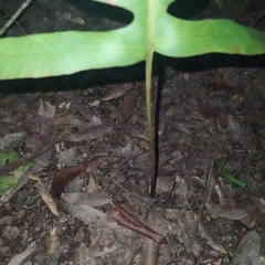 Phlebodium pseudoaureum