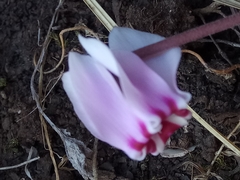 Cyclamen africanum image