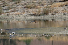 Himantopus mexicanus