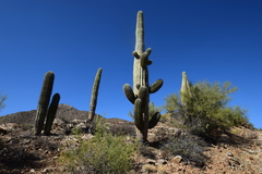 Carnegiea gigantea