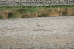 Charadrius vociferus