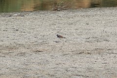 Charadrius vociferus