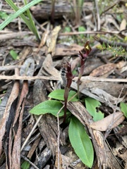 Chiloglottis × pescottiana