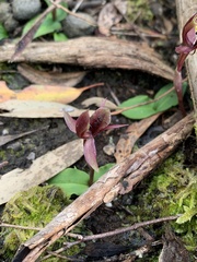 Chiloglottis × pescottiana