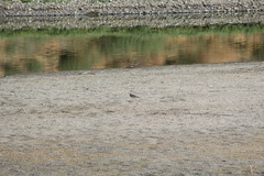 Charadrius vociferus
