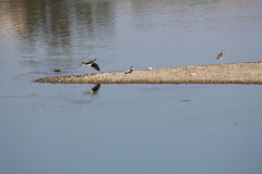 Himantopus mexicanus