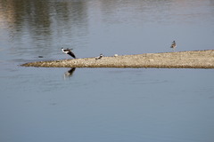 Himantopus mexicanus