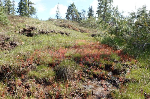 Drosera anglica