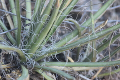 Agave schottii schottii