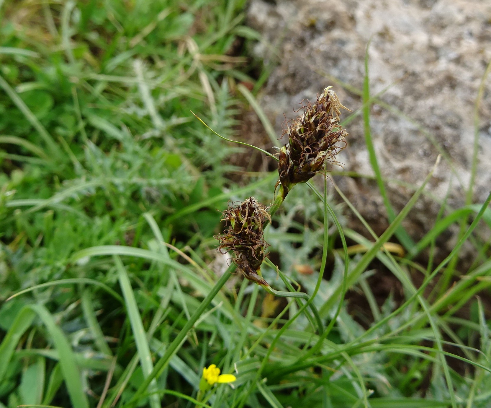 Carex pachystylis
