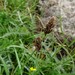 Carex pachystylis - Photo (c) יאיר אור, some rights reserved (CC BY-NC-SA), uploaded by יאיר אור