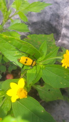Chauliognathus nigrocinctus