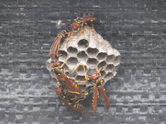 Polistes weyrauchorum
