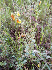 Hermannia cuneifolia