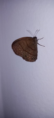 Lepidoptera