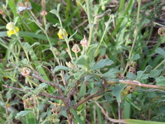Hermannia cuneifolia
