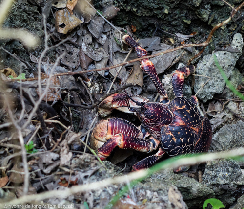 Coconut Crab