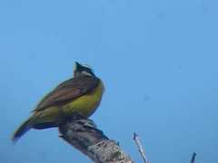 Myiozetetes cayanensis