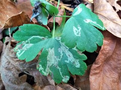 Phytomyza minuscula group