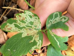 Phytomyza minuscula group