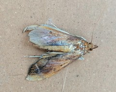 Anarmodia