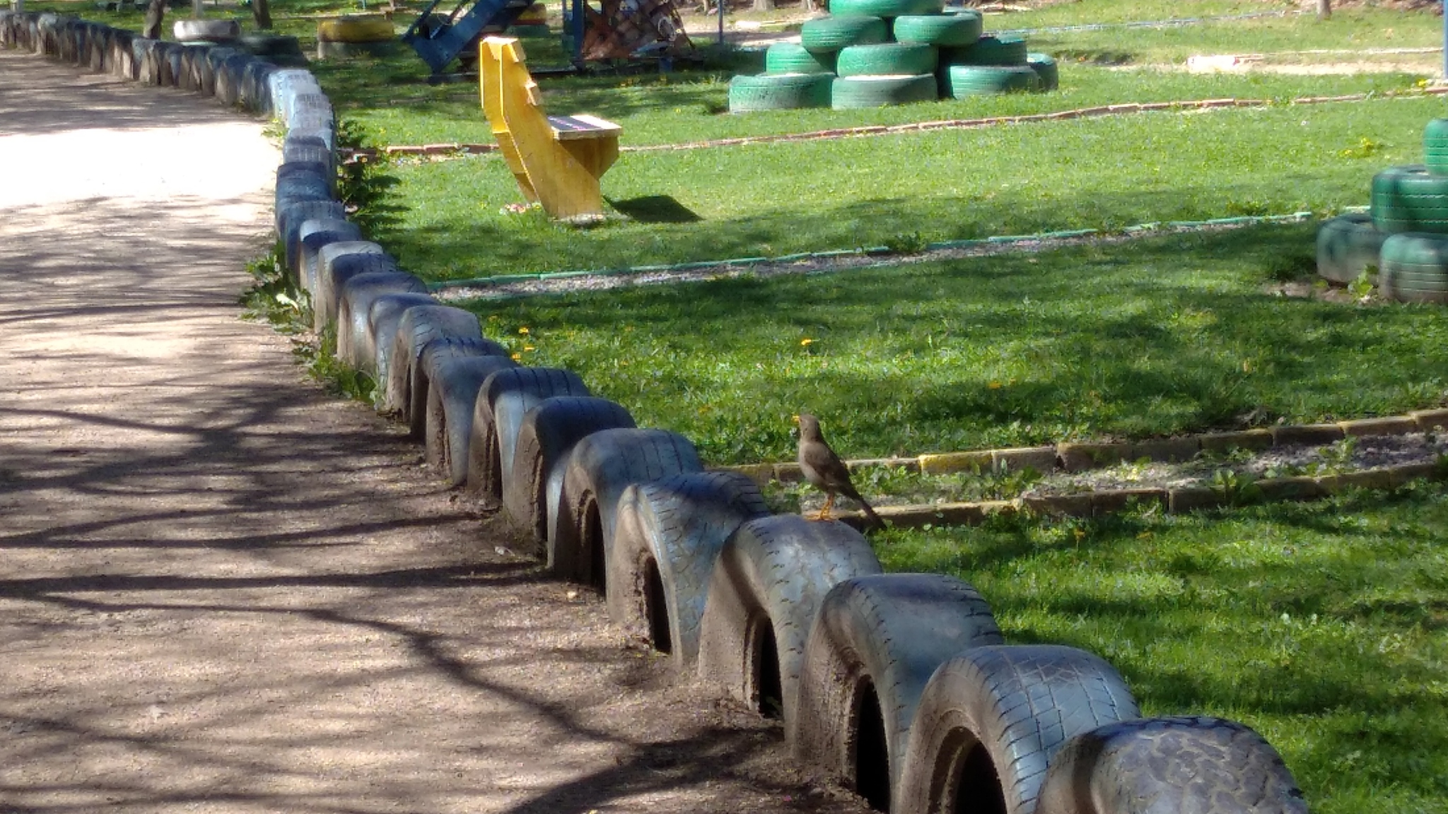 Turdus chiguanco image