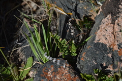 Cheilanthes hypoleuca