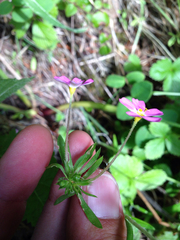 Leptosiphon latisectus