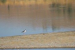 Himantopus mexicanus