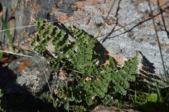 Cheilanthes hypoleuca