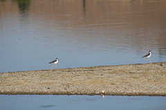 Himantopus mexicanus