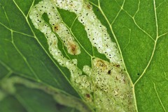 Phytomyza minuscula group