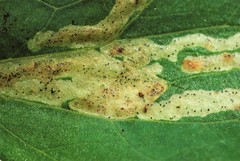 Phytomyza minuscula group