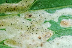 Phytomyza minuscula group