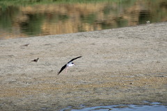 Himantopus mexicanus