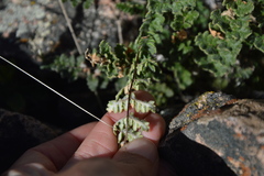 Cheilanthes hypoleuca