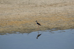 Himantopus mexicanus