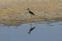 Himantopus mexicanus