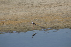 Himantopus mexicanus