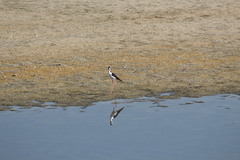 Himantopus mexicanus
